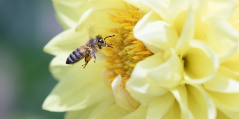 Honey Bee in yellow flower